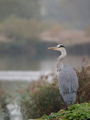 Grey heron, Ardea cinerea,