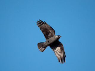 Jackdaw, Corvus monedula,