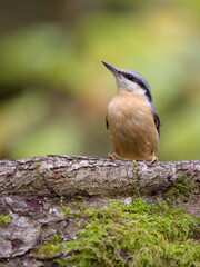 Nuthatch, Sitta europaea