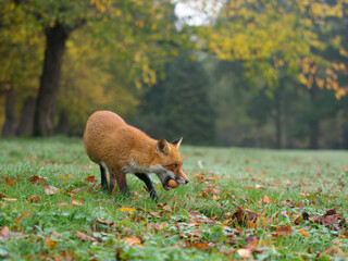 Red fox,  Vulpes vulpes,