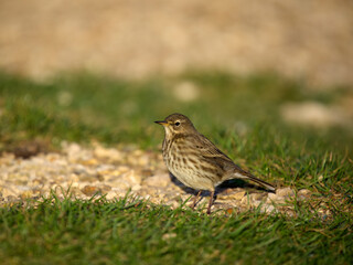 Fototapeta premium Rock pipit, Anthus petrosus,