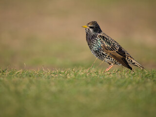 Starling, Sturnus vulgaris,