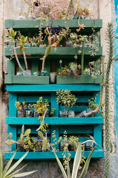 Wood pallet turned into a vertical garden filled with succulent plants
