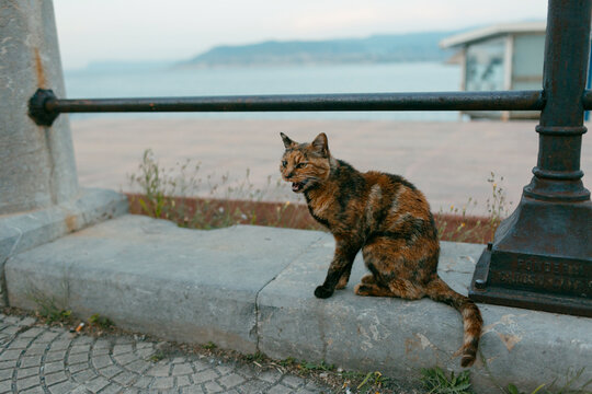Famished stray cat
