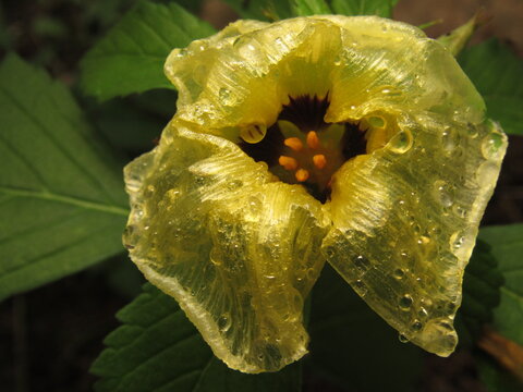 Photography flower wet by rain, Turnera plant