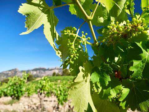 Green grapes for red wine ripening on grapevine in French Rhone Valley