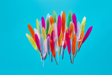 Vivid feathers laid out on blue background.