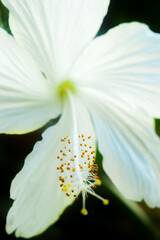 white flower on a green background