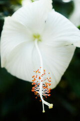 close up of a white flower