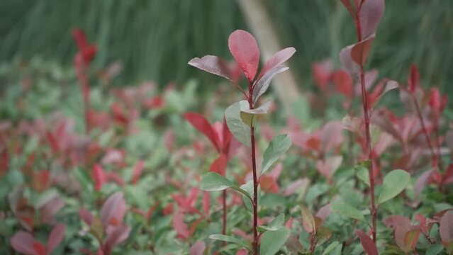 Beautiful shrub with red leaves