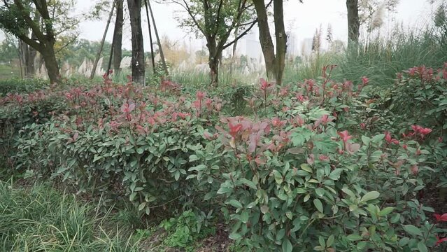 Beautiful shrub with red leaves