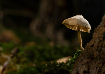 Angel's Bonnet - Mycena arcangeliana