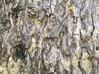bark wood natural texture background 