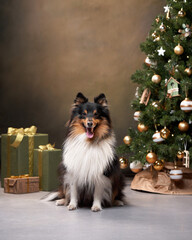 sheltie dog by Christmas tree. happy dog, pets In holiday Decorations