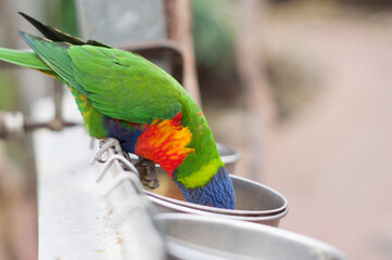 bright colorful rainbow lorikeet, cleans feathers and eats from the feeder