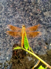 A dragonfly perched on the leaves of the kale and the grass on the clear water 