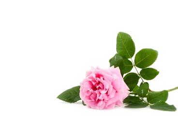 Card concept, with copy space, pink rose isolated on a white