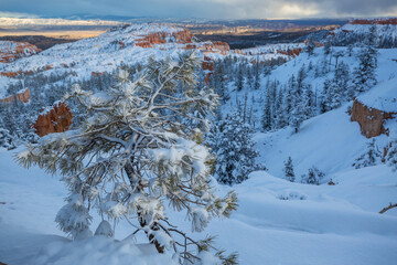 Winter Bryce