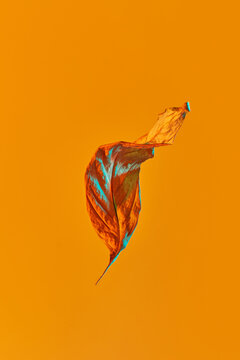 Fototapeta Dry leaf on orange background.