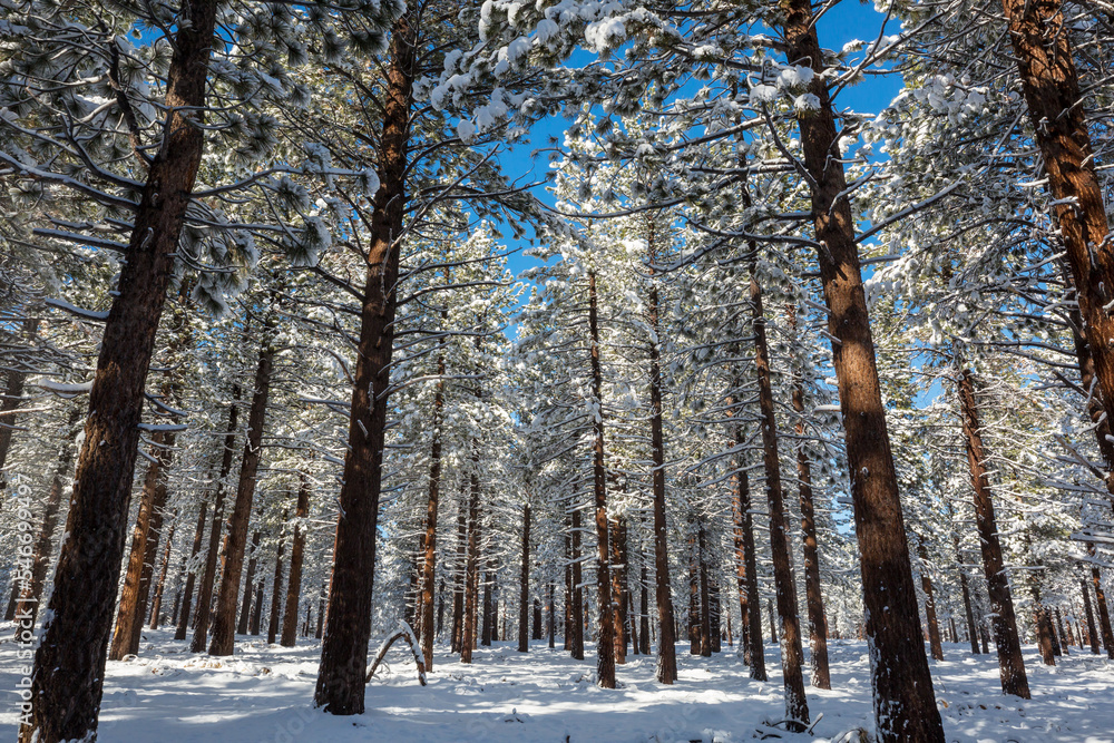 Poster winter forest