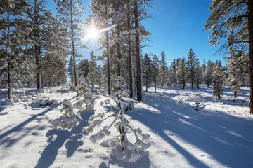 Rollo Winter forest © Galyna Andrushko