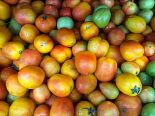 Red and green tomatoes 