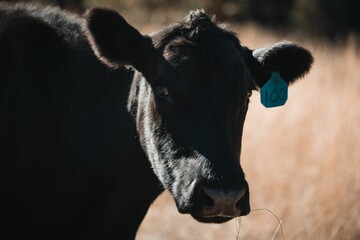 Closeup of the black Montana cow with its number on an ear looking at the camera