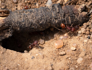 ants on the ground