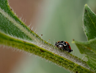 ladybug on leaf