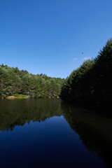 Fototapeta premium Calm river near coniferous trees