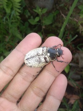 Beetles, black and white beetles are looking for food 