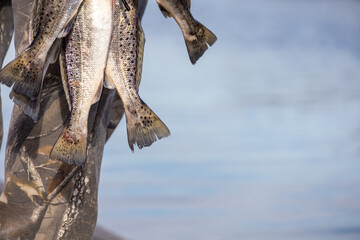 speckled trout from the marsh in Louisiana 