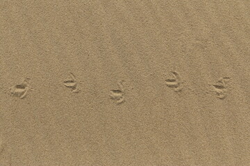 Fototapeta na wymiar Tropy mewy na piasku