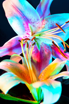 Blooming neon lilies with multicoloured leaves