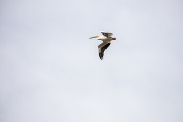Coastal Marsh Birds Flying in Louisiana 