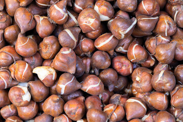 Tulip bulbs are in a box
