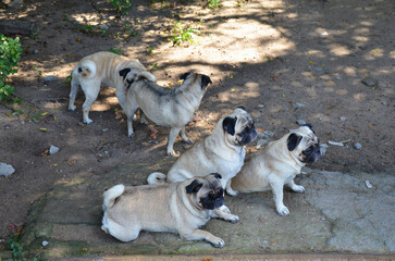 Family of pugs resting in the shade