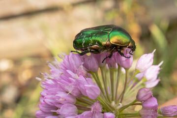 Rose Chafer I caught in the garden from different perspective 