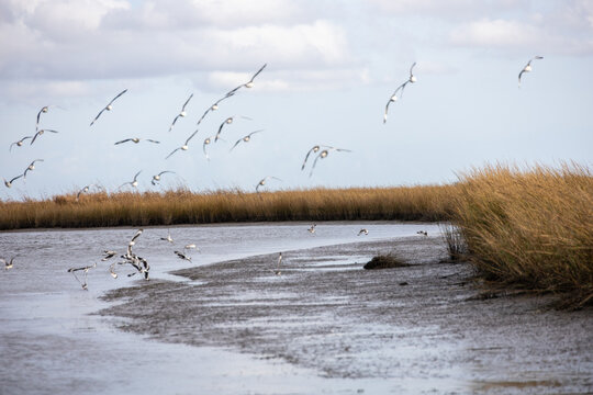 Coastal Marsh Birds Flying in Louisiana 