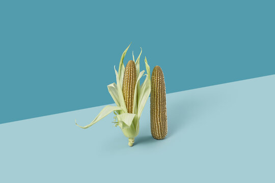 Corn cobs painted in gold on blue background.
