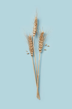 Golden wheat ears on blue background.