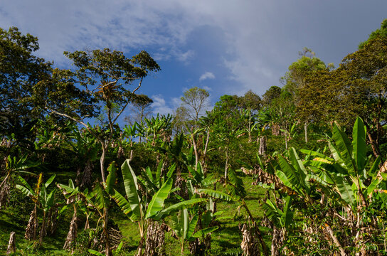 Paisaje natural, plantaciones de pl&aacute;tano, Jardin, Antioquia, Colombia, Sur America