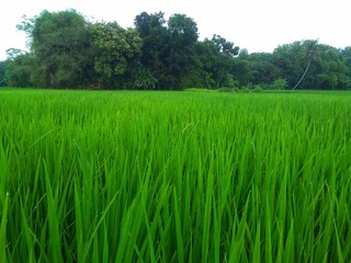 The expanse of rice plants in the fields looks fresh 