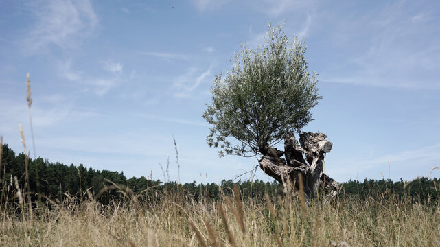 Old pollarded willow tree