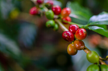 Obraz premium Coffee Beans