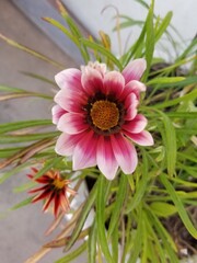pink gerber flower in the garden