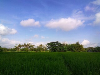 Fototapeta premium The view of the sky is so bright, blue decorated with a thin white underside 