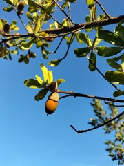 orange tree with fruits