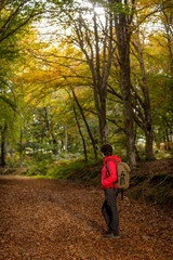 Fototapeta premium Young woman enjoying the fall colors among beech trees in October.