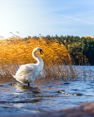 swan on the water